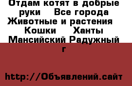 Отдам котят в добрые руки. - Все города Животные и растения » Кошки   . Ханты-Мансийский,Радужный г.